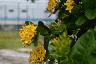 Close-up of yellow flowers blooming outdoors