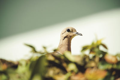 Close-up of bird perching on a plant