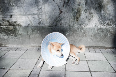 High angle view of dog wearing protective collar lying on footpath against wall