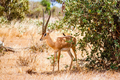 Gazelle standing by plants on field at tsavo east national park