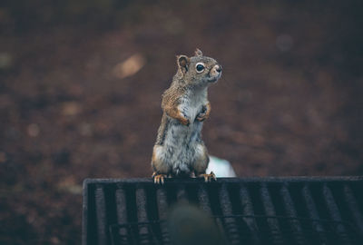 Close-up of squirrel