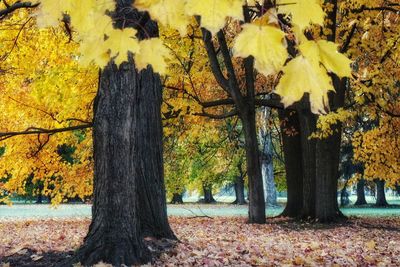 Close-up of tree trunk during autumn