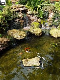 High angle view of snake on rock by water