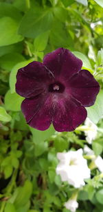 Close-up of passion flower blooming outdoors