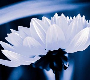 Close-up of white flower blooming outdoors