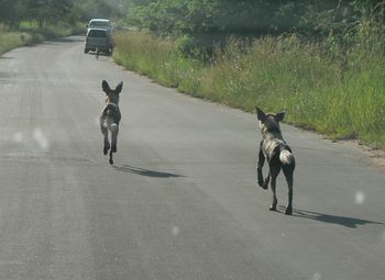 Dog running on road