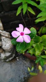 Close-up of pink flower blooming outdoors