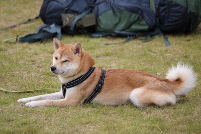 View of a dog resting on field