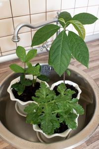 High angle view of potted plant on table