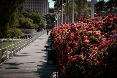 Footpath amidst flowering plants in city