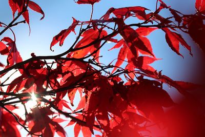 Low angle view of maple tree against sky