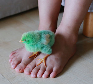 Close-up of baby hand holding bird