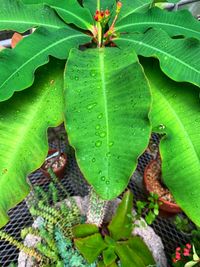 High angle view of lizard on leaves