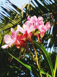 Close-up of pink flowering plant