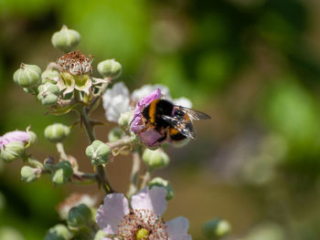 Close-up of bee pollinating on flower