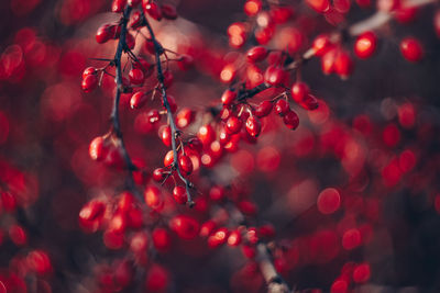 Close-up of berries on tree