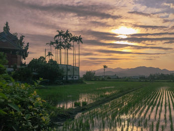 Scenic view of field against sky during sunset