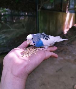 Midsection of person holding bird