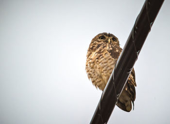 Low angle view of owl perching on the sky