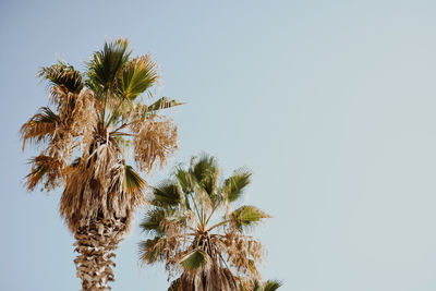 Low angle view of palm tree against clear sky