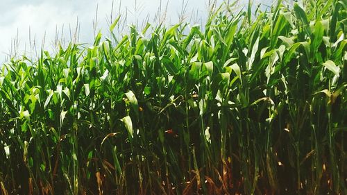 Close-up of crop growing in field