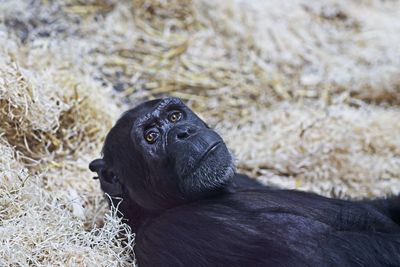 Close-up of a monkey looking away