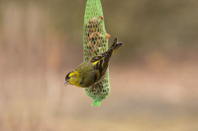 Close-up of bird flying