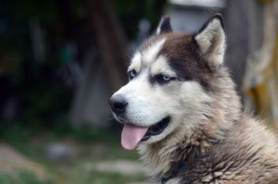 Close-up of dog looking away