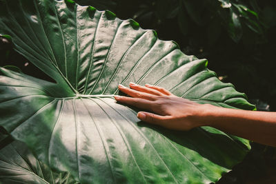 Close-up of hand with leaves