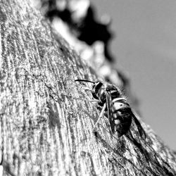 Close-up of insect on tree trunk