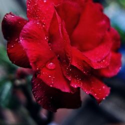 Close-up of wet red flower blooming outdoors