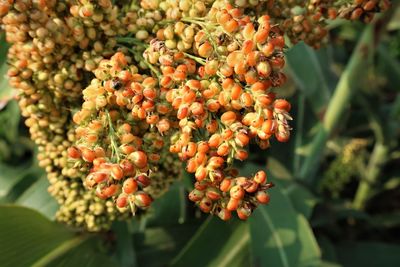 Close-up of orange berries