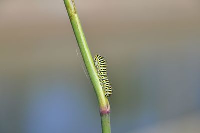 Close-up of caterpillar on plant stem