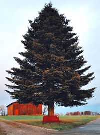 Trees growing on field