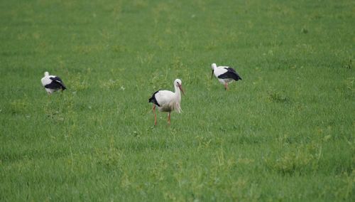 View of storks on grassy field