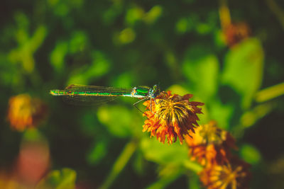 Close-up of insect on flower