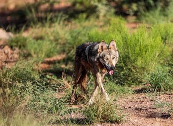 Mexican wolf walking on grass in forest