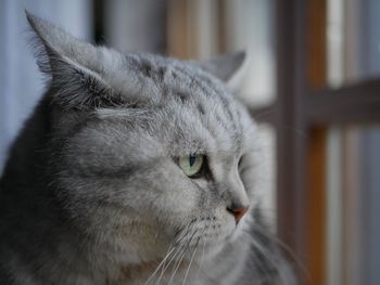 Close-up of a cat looking away