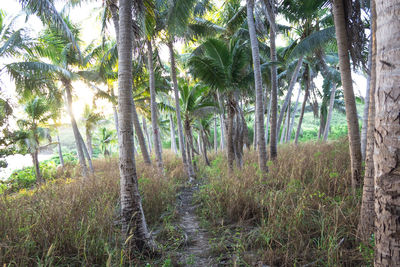 Trees in forest