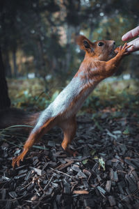 Cropped hand of person feeding squirrel