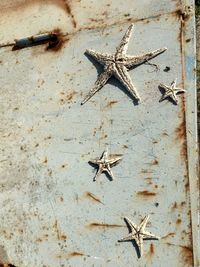 Dead starfish on rusty metal
