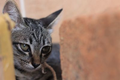 Close-up portrait of tabby cat