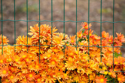 Close-up of orange flowers