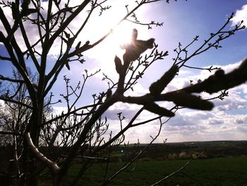 Bird on branch against sky