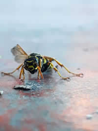 Close-up of insect