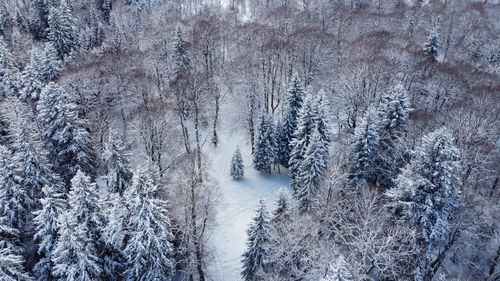 Snow covered pine trees in forest