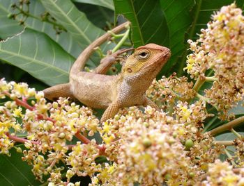Close-up of lizard on plant