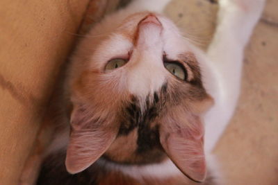 Close-up portrait of cat