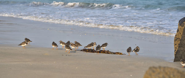 High angle view of seagulls on beach