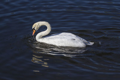 View of swan swimming in lake